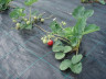 Агротекстиль Agrojutex 100г/м2 - 1.65x30м