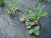 Агротекстиль Agrojutex 100г/м2 - 1.65x50м