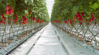Агротекстиль Agrojutex белый 100г/м2 - 5.25x100м